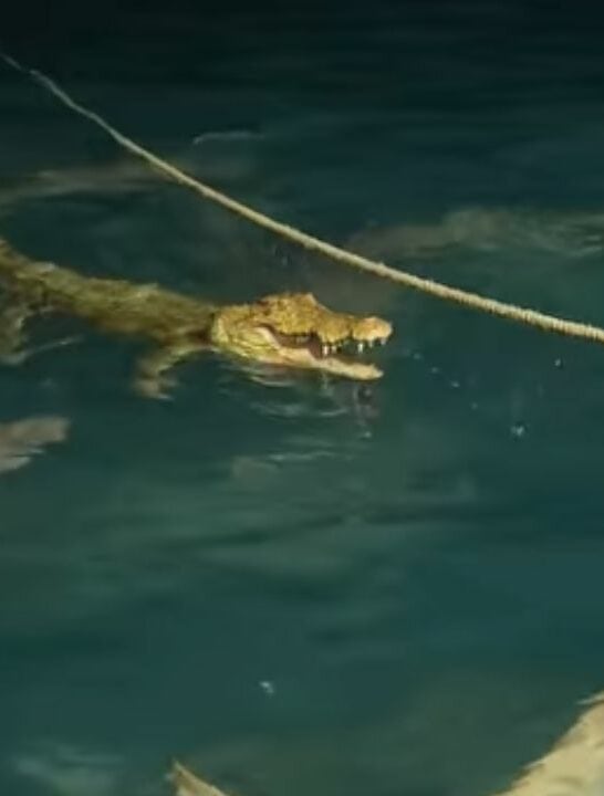 Watch: Where Crocs and Sharks Co-Exist