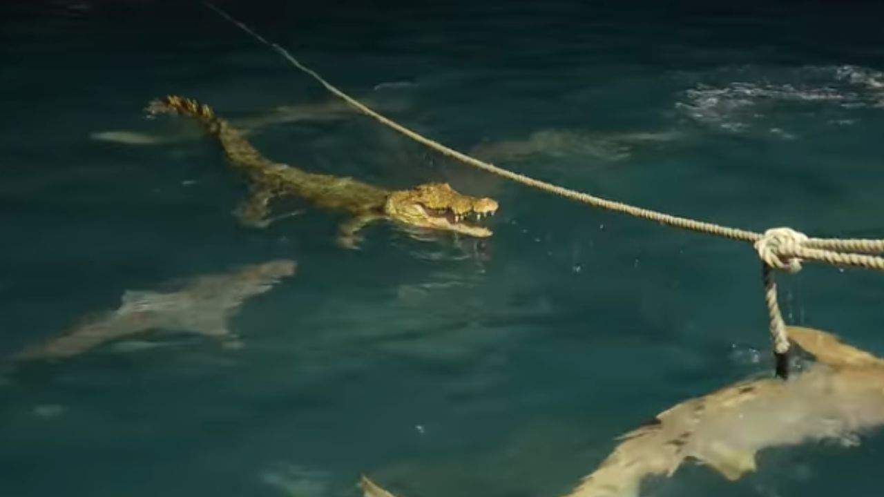 Croc swimming with sharks