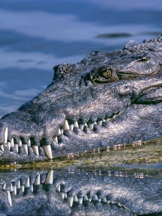 The Largest Alligator vs. Crocodile