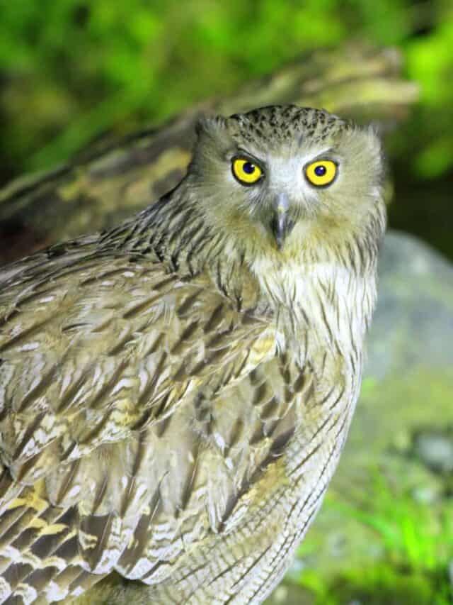 blakiston’s fish owl