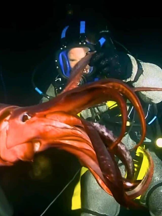 Diver Is Bitten By World’s Deadliest Squid
