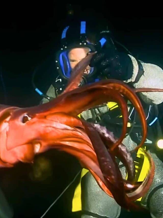 the deadliest squid in the world
