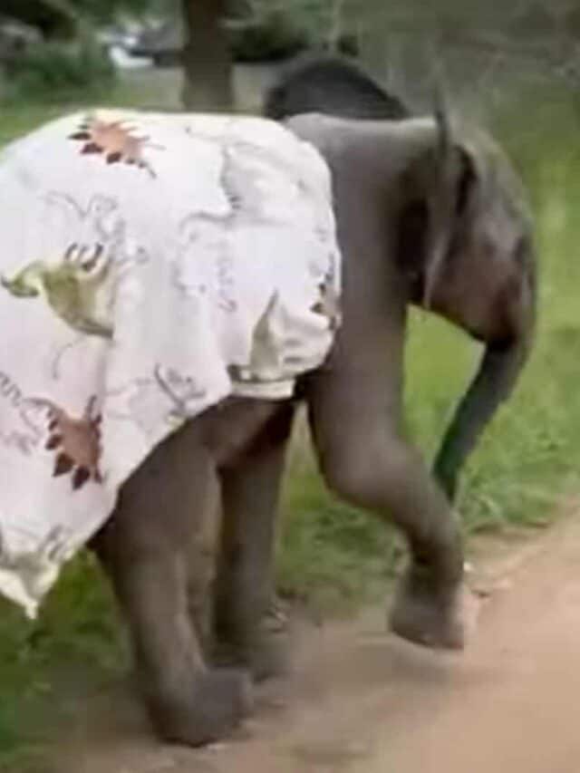 Baby Elephant in Pyjamas Running Wild
