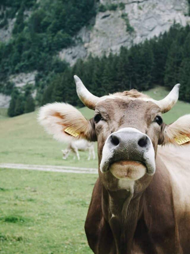 cow