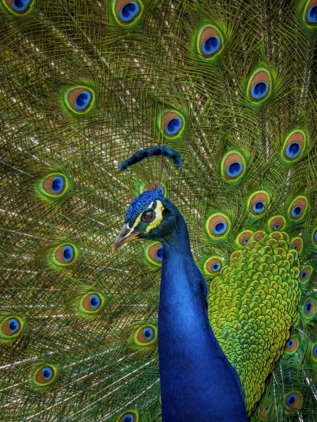 Unveil Peacock Spiritual Meaning