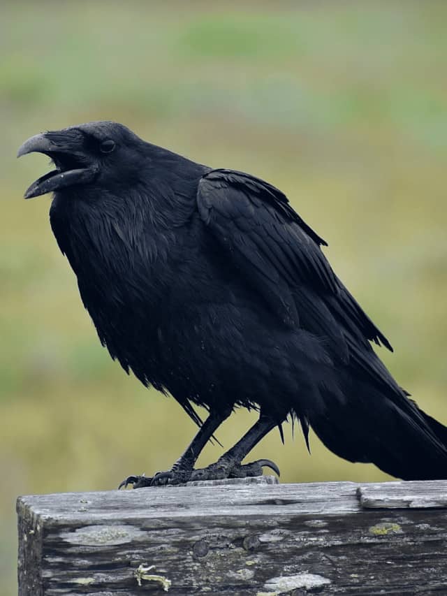 Discover Raven Spiritual Meaning
