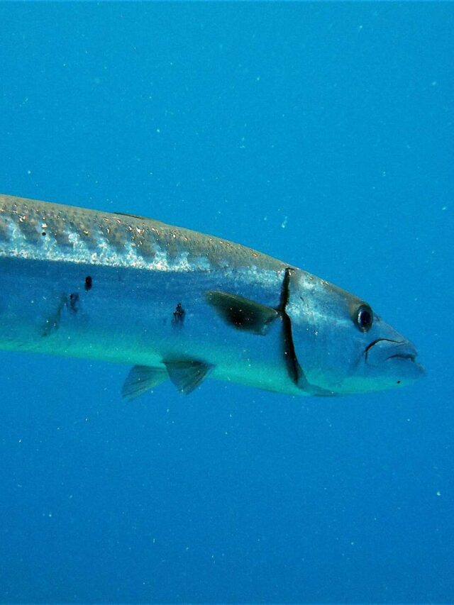 Encounter The Largest Barracuda Ever Recorded