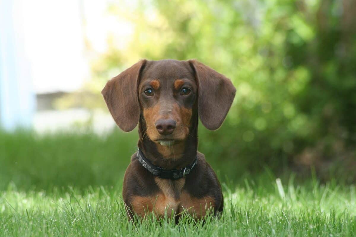 dachshund