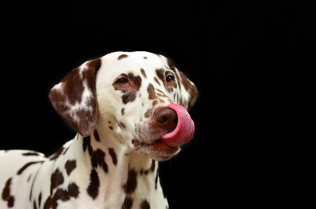 dalmatian dog