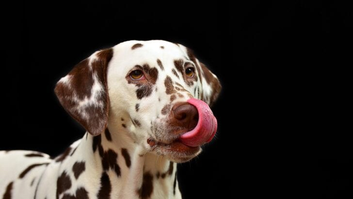 14 Friendly Looking Dogs You Don’t Want to Mess With