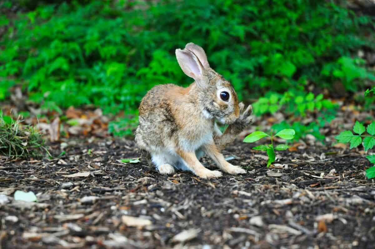 Eastern Cottontail Rabbit