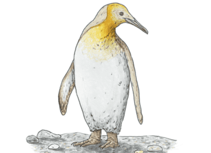 Rare Yellow King Penguin Spotted in Antarctica