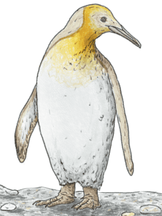 Rare Yellow King Penguin Spotted in Antarctica