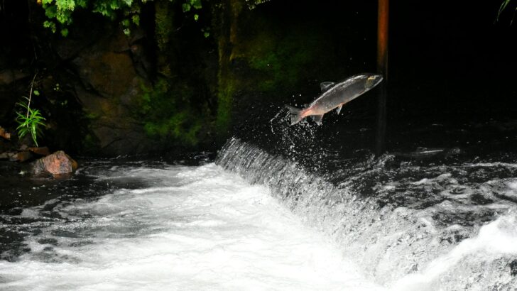 Why Salmon Swim Upstream—and How They Do It