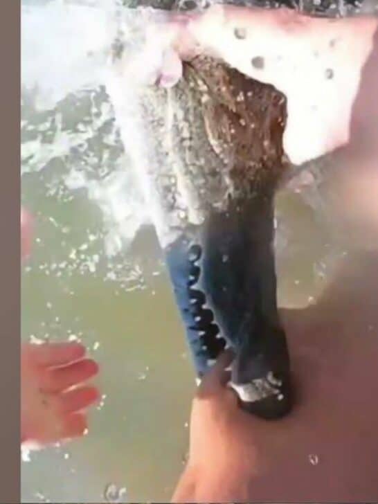 Watch: Man Bitten by Crocodile in the Nile River