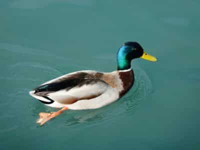 Is It Okay To Feed Ducks Bread?