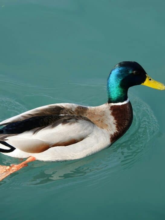 Is It Okay To Feed Ducks Bread?