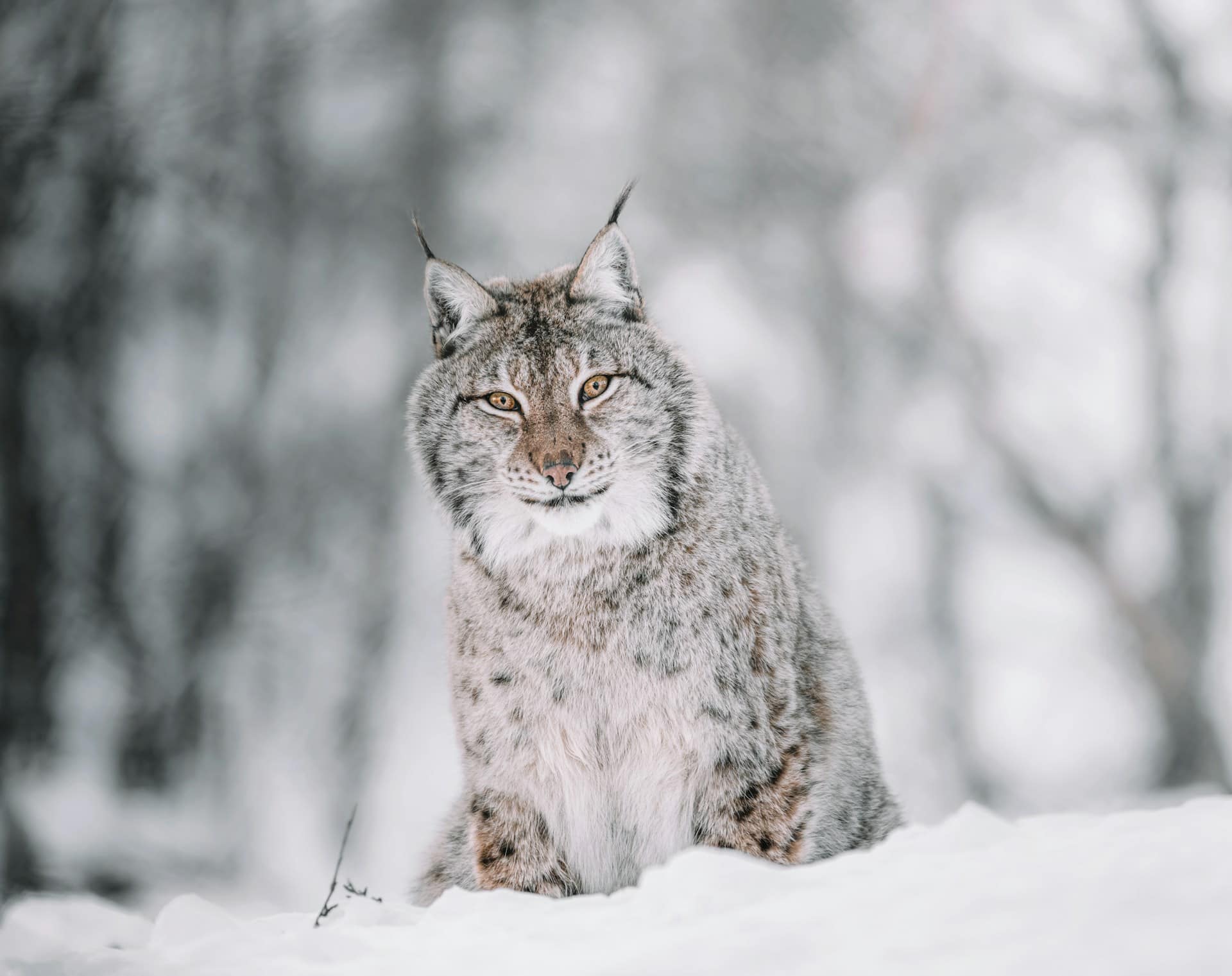 lynx