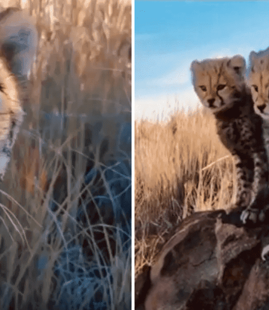 Watch: Mama Cheetah Introduces a Photographer to Her Cubs