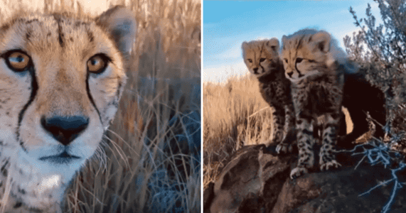 Mama Cheetah Introduces a Photographer to Her Cubs