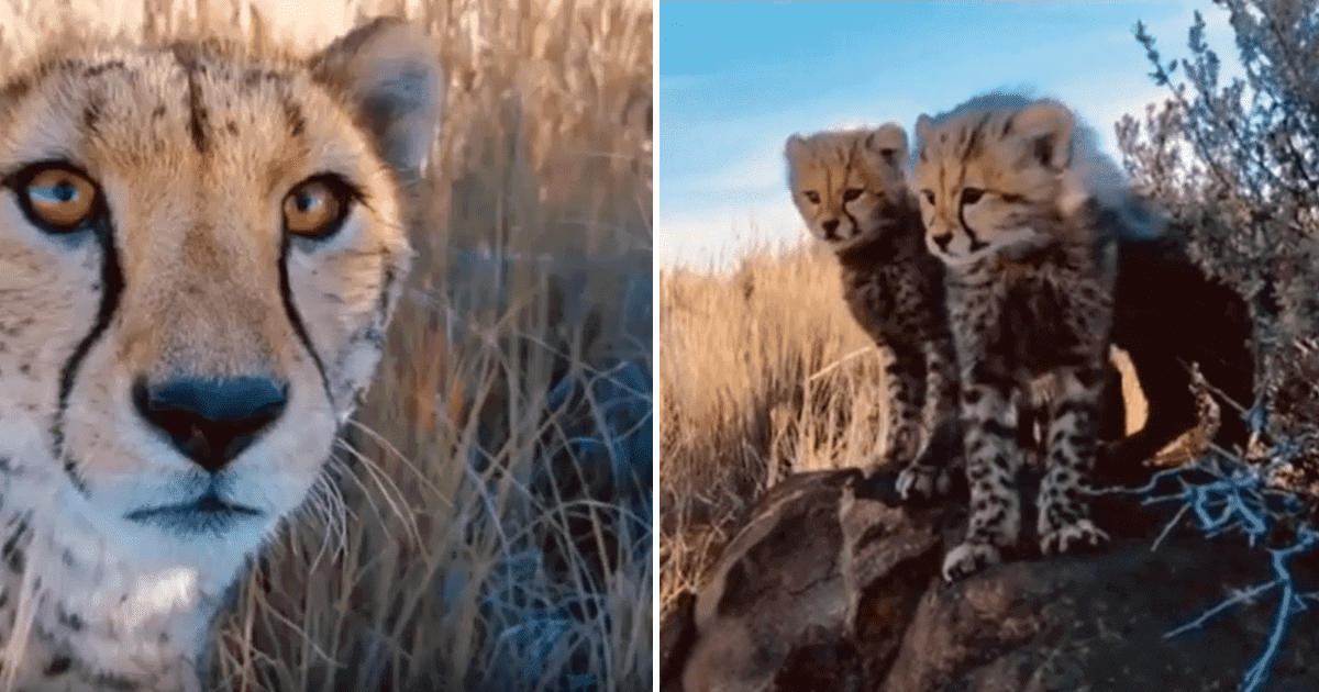 cheetah introduces cubs