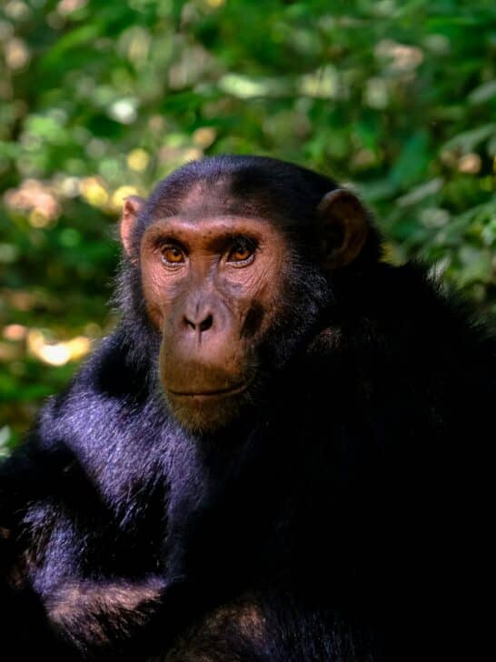 Lessons We Can All Learn from the Legendary Jane Goodall