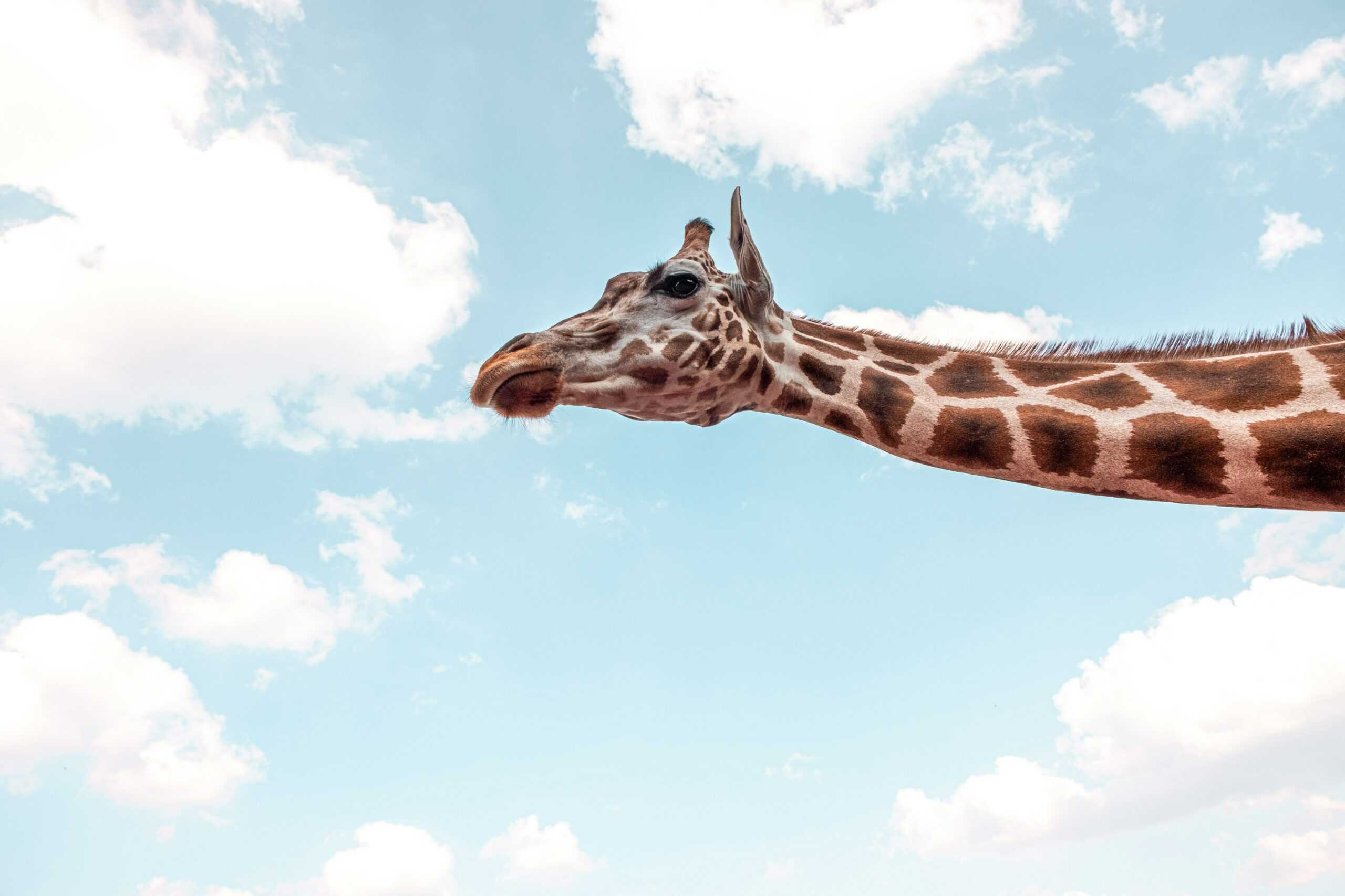 giraffe