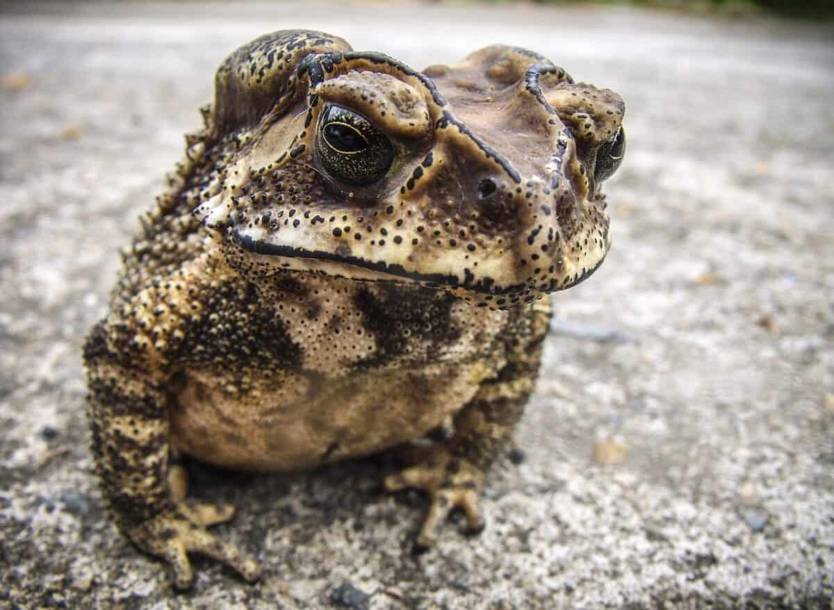 African drumming frog