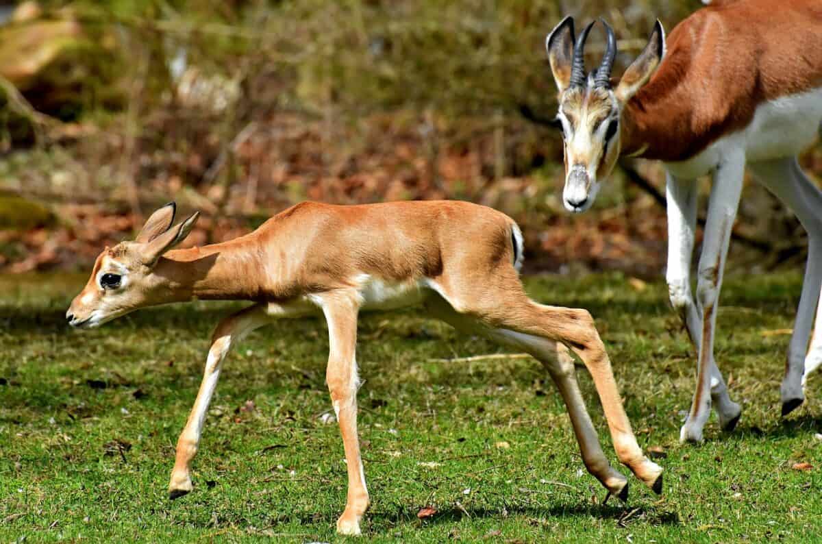 springbok