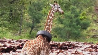 Giraffe's Tire-d Adventure