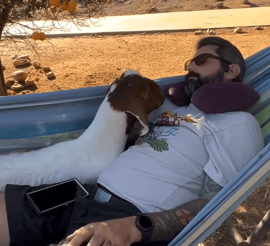 Goat cuddling with owner
