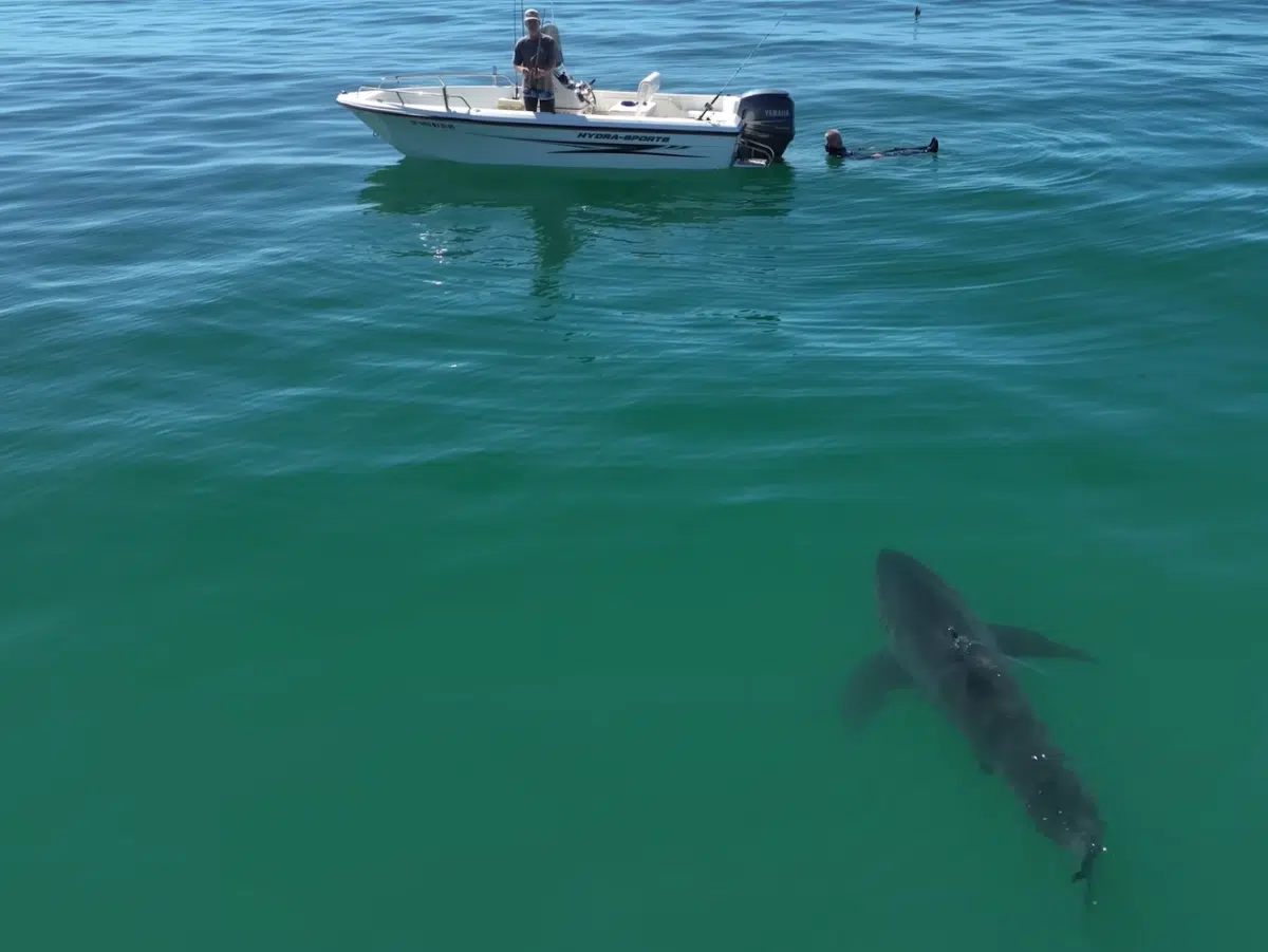 Great white shark approaches fisherman floating in the water.