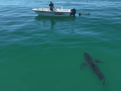 Watch: Fisherman Almost Becomes Bait for Great White Shark in California