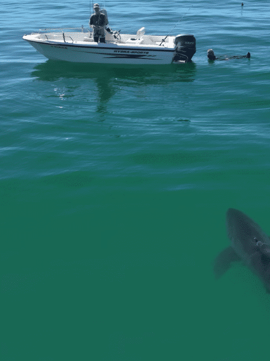 Watch: Fisherman Almost Becomes Bait for Great White Shark in California