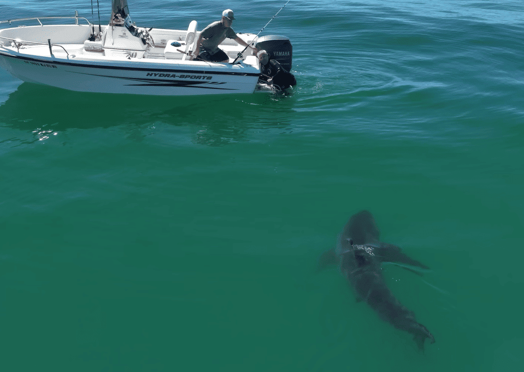 Great white shark moving towards fisherman 