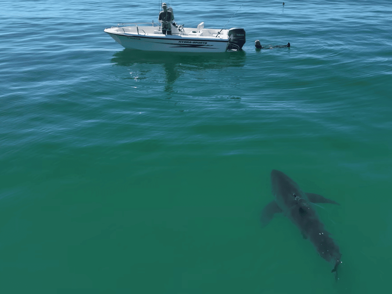Great white shark approaches fisherman floating in the water.