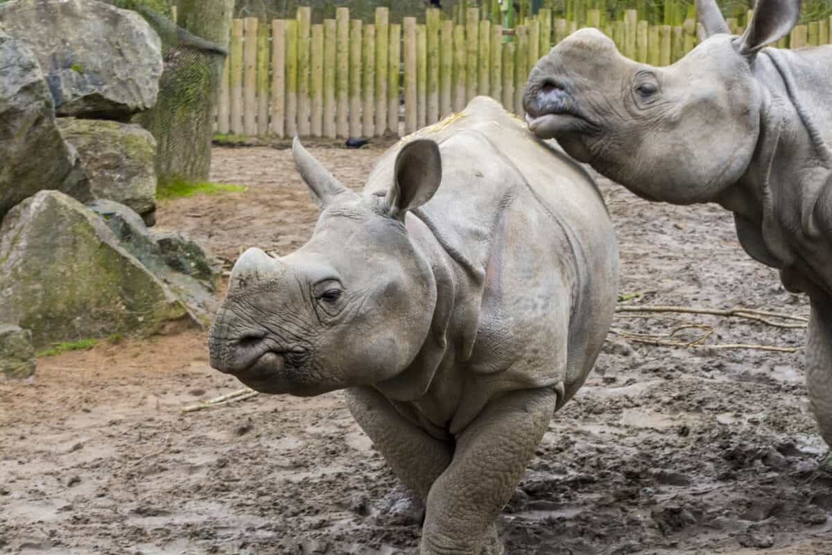 greater one-horned rhino