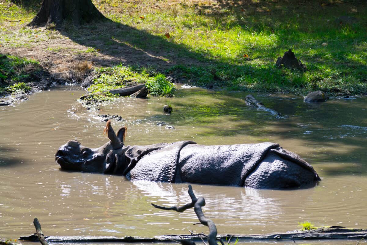 greater one-horned rhino