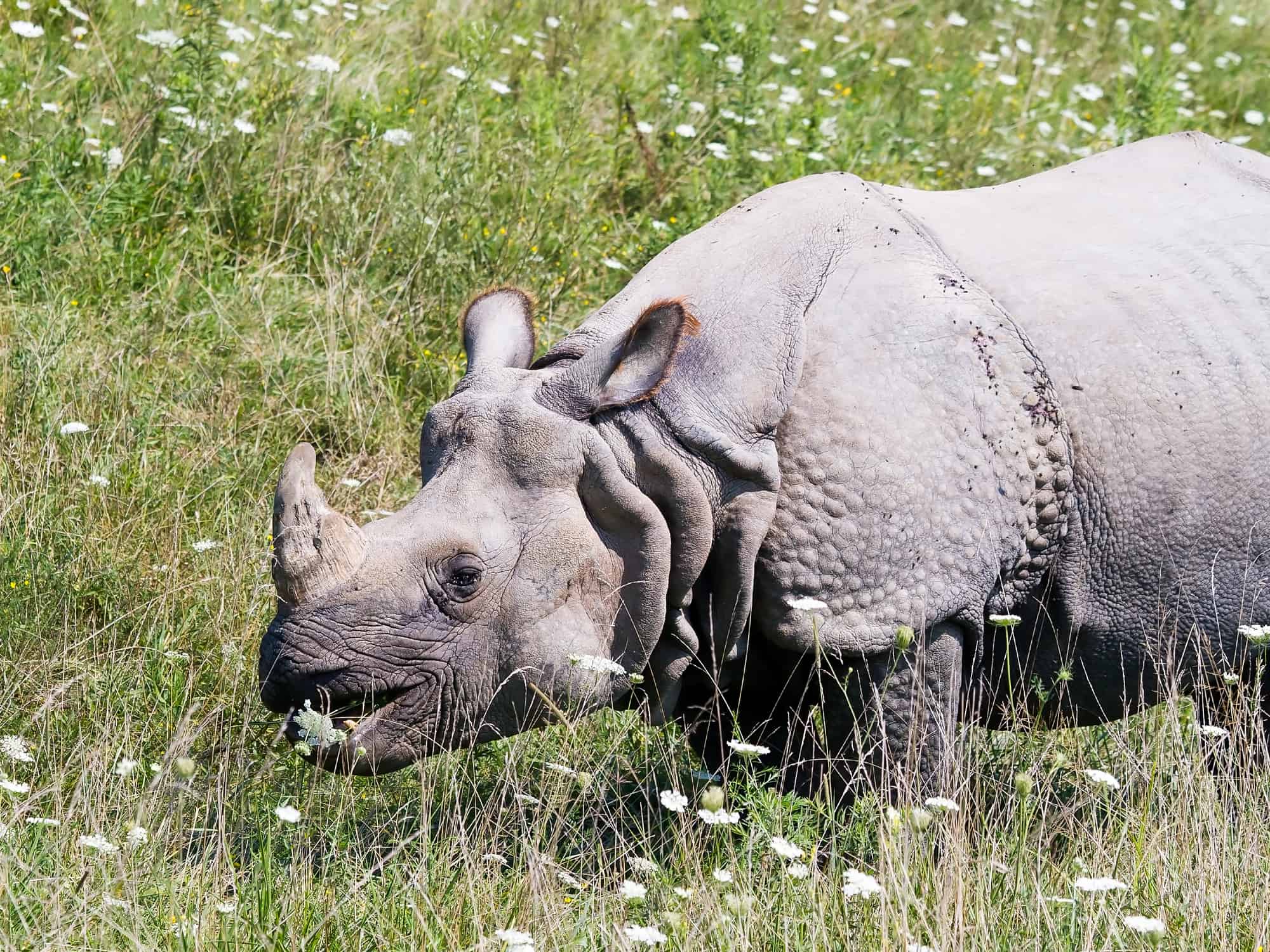 greater one-horned rhino