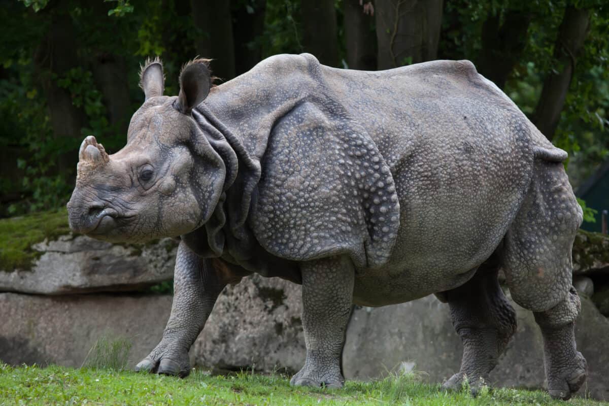 greater one-horned rhino