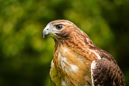 Top 10 Most Common Predatory Birds in the US