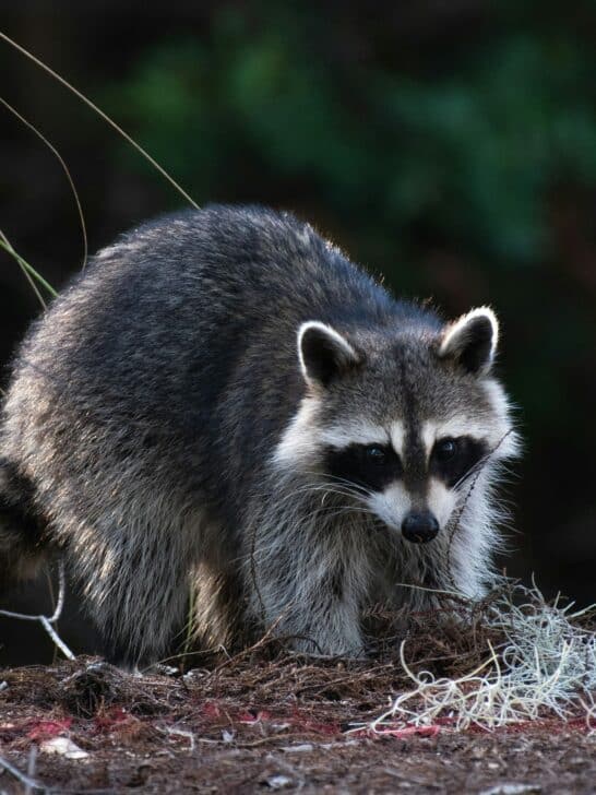 Meet The 20 Most Popular Animals Of Illinois