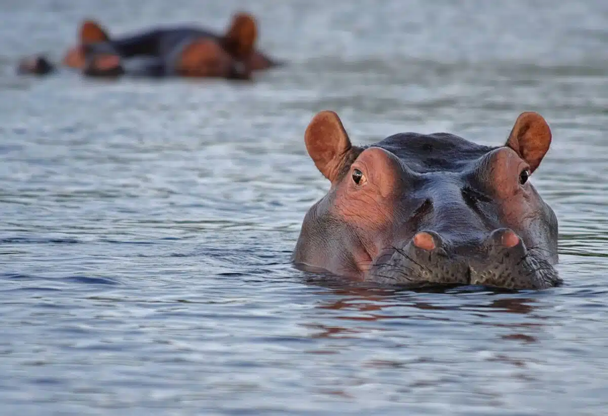 Hippo's eyes and nostrils visible above water surface