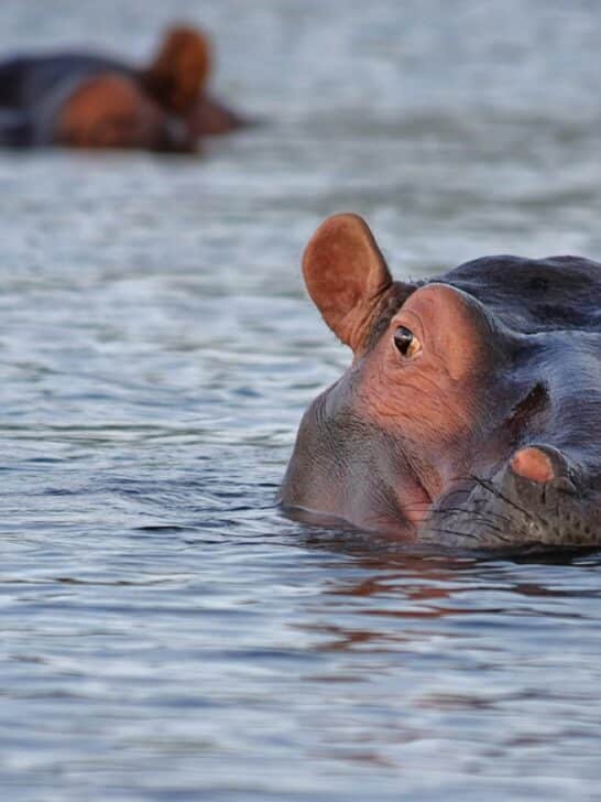 Mother Hippo Fights to Protect Her Calf