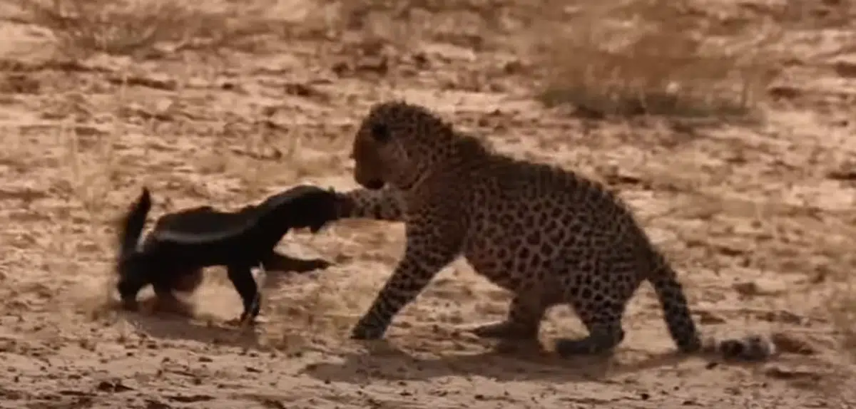 honey badger leopard