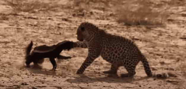 Watch: Honey Badger Defies Odds Against Leopard