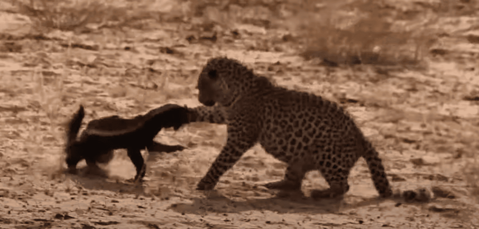 honey badger leopard