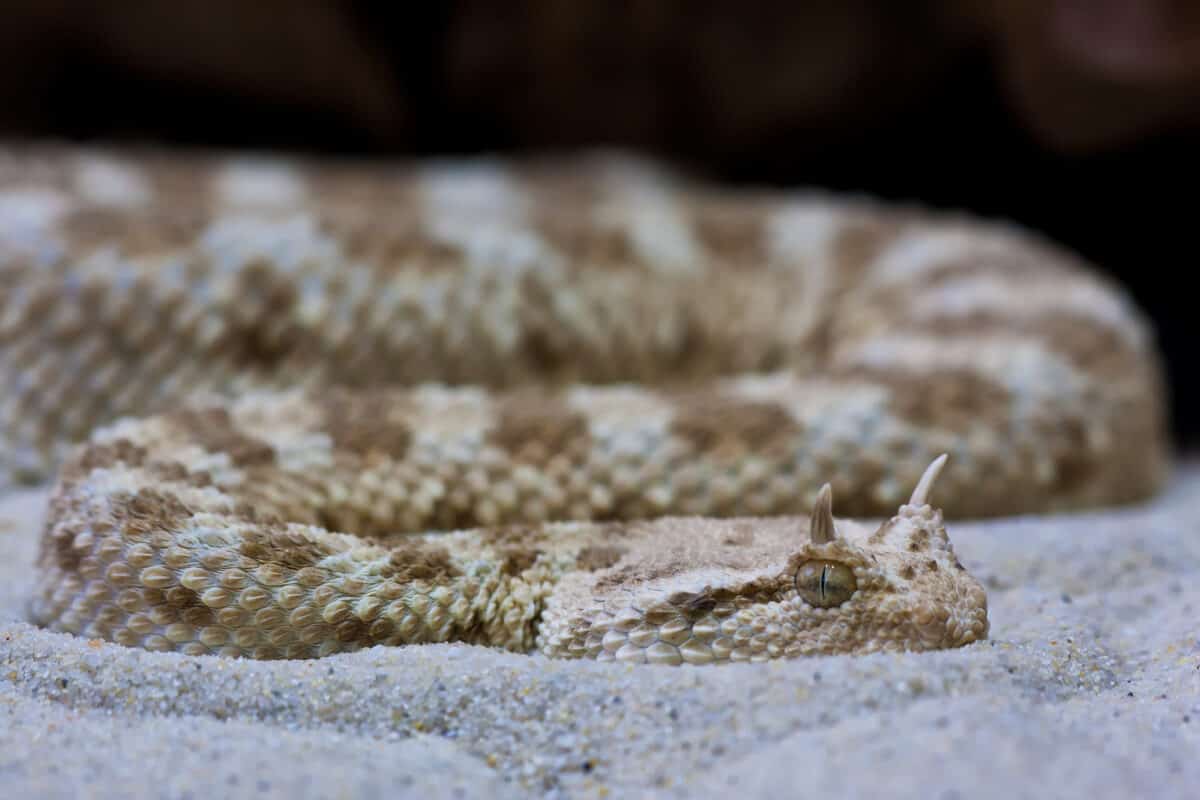 horned viper snake