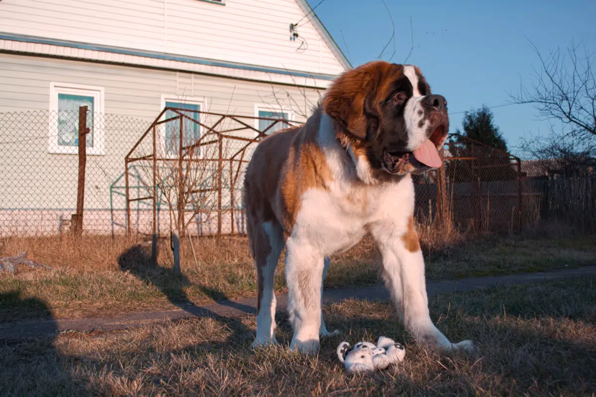 saint bernard