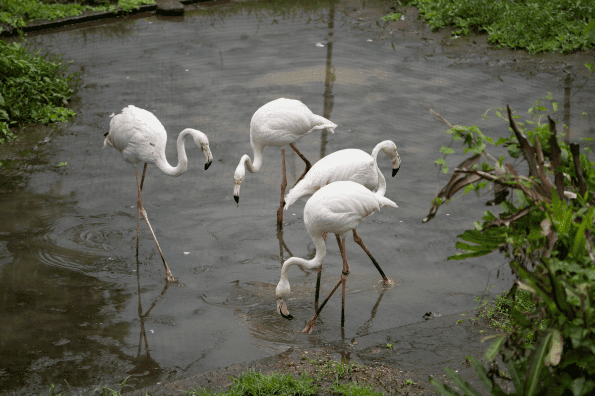 greater flamingo